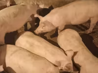 मादा सूअर, Дюрок — फ़ोटो 2