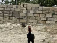 Chickens — foto 3