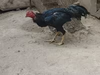 Chickens — photo 3