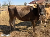Krowa, Rasa jerseyjska — zdjęcie 2