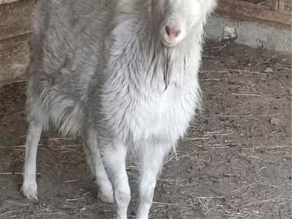 Cabro, Saanen goat