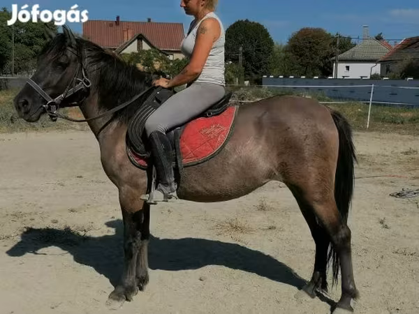 Égua, Polish pony