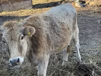 Cow, Swiss cattle — photo 2