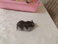 Siçan/hamster ile 2 mərtəbəli!qəfəs dəsti 'qızdı yemək və qumu ile — 照片 5