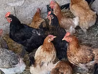 Chickens — photo 4