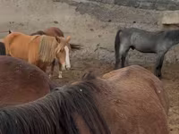 Horse (M), Horse breed — photo 2