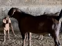 تيس, Nubian Goat — الصورة 6