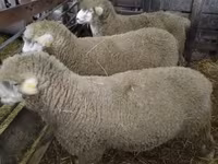 Baran, Ile-de-France sheep — zdjęcie 2