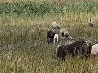 Qoyun, Romanov sheep — foto 1