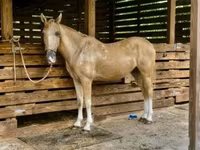 Hengst, Quarter Horse — Foto 3