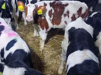 Toro, Simmental cattle — foto 1