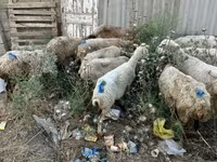 Qoç, Qoyunlar — foto 4