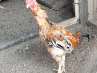 Chickens — foto 4
