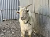 Kozioł, Kozy — zdjęcie 3