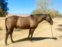 At, Quarter Horse — foto 2
