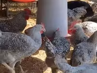 Chickens — Foto 2
