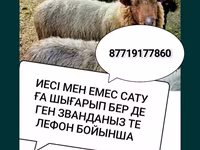 نعجة, الأغنام — الصورة 1
