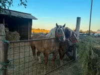Kobyła, Hungarian horse breed — zdjęcie 3