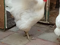 Australorp — foto 3
