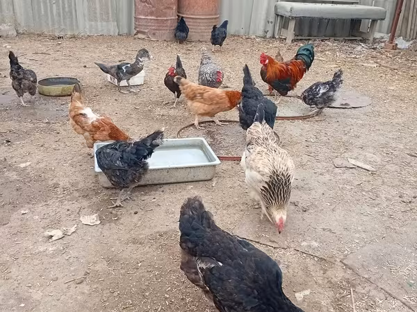 Chickens — Azerbaijan