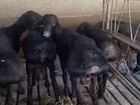 Qoç, Bardhoka sheep — foto 2