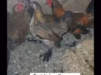 Chickens — الصورة 1