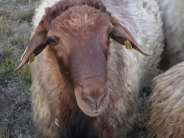 मेढ़ा, Blackheaded Persian sheep