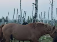 At, Kushum Horse — foto 2