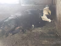 İnək, Swiss cattle — foto 5