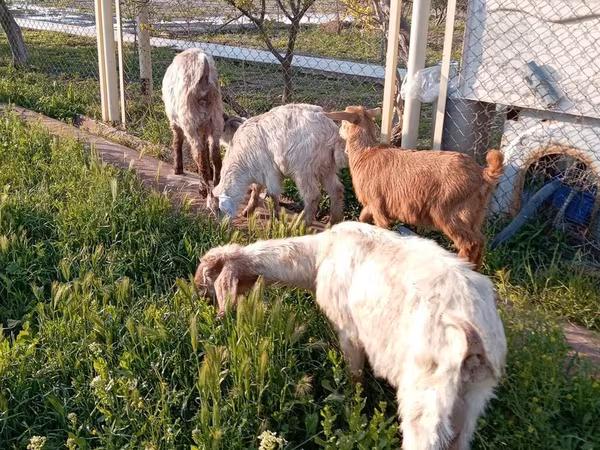 Keçilər (partiya, cinsi göstərilməyib), Keçilər