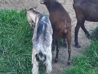 عنزة, Irish goat — الصورة 4