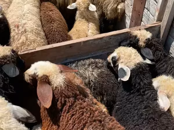 كبش, الأغنام