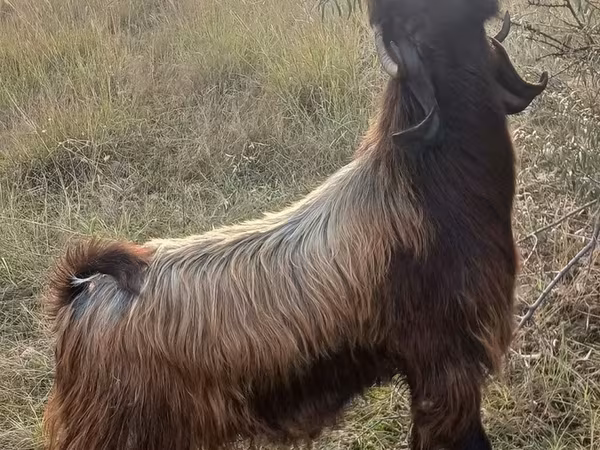 Goat, Goats