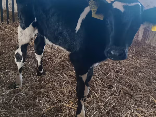 Buğa, Russian Black pied cattle