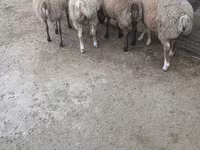Ram, Sheep — photo 8