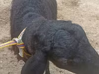 Bode, Cabras — foto 2