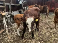 Bovinos (lote, sexo não especificado), Bovinos — foto 2