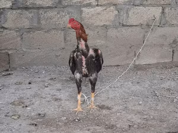 At, Atlar — Azərbaycan