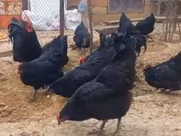 Australian Pit Game fowl — photo 6