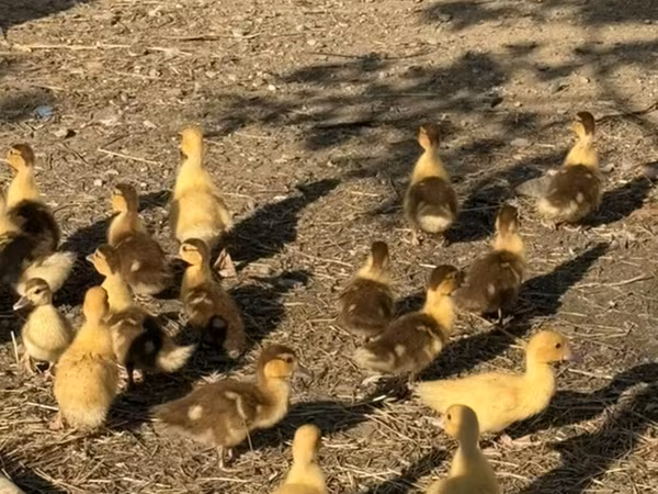 Ducks — Azərbaycan