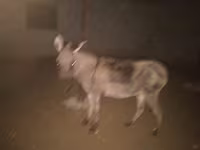 Koně (série, pohlaví neuvedeno), Koně — foto 3