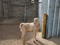 عنزة, Kamori goats — الصورة 5