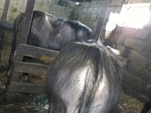 母牛, Cattle — 阿塞拜疆