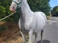 Klisna, Lipizzaner — foto 6