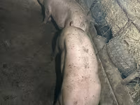 公猪, Pigs — 照片 3