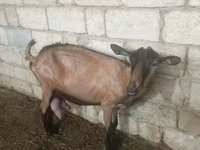 عنزة, Alpine goat — الصورة 3