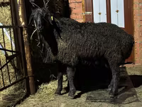 Sheep, Edilbay sheep — photo 8