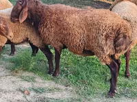 Qoç, Qoyunlar — foto 2