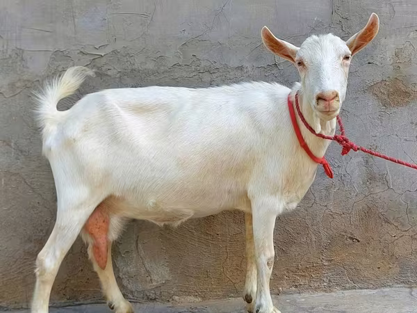 Goat, Saanen goat