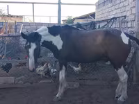 Koń, Konie — zdjęcie 2
